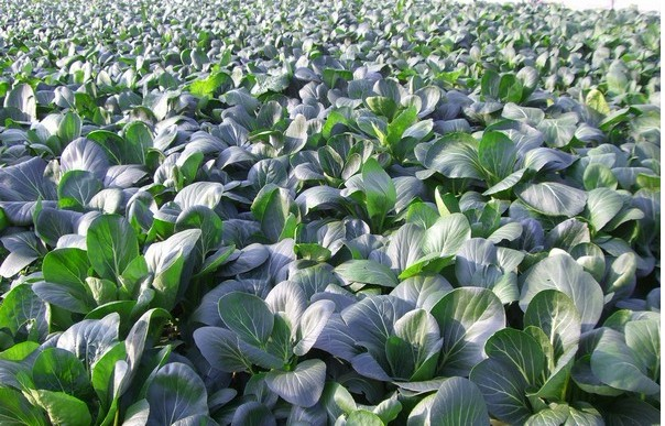 脱水蔬菜 五谷杂粮粉 果蔬粉 image.png