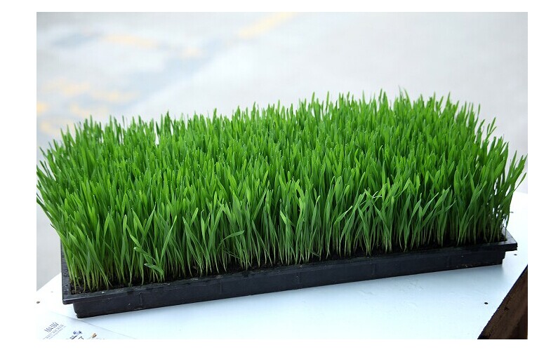 脱水蔬菜 五谷杂粮粉 果蔬粉 脱水蔬菜 五谷杂粮粉 果蔬粉