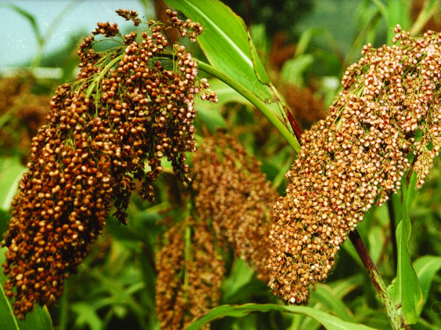 脱水蔬菜 五谷杂粮粉 果蔬粉 脱水蔬菜 五谷杂粮粉 果蔬粉