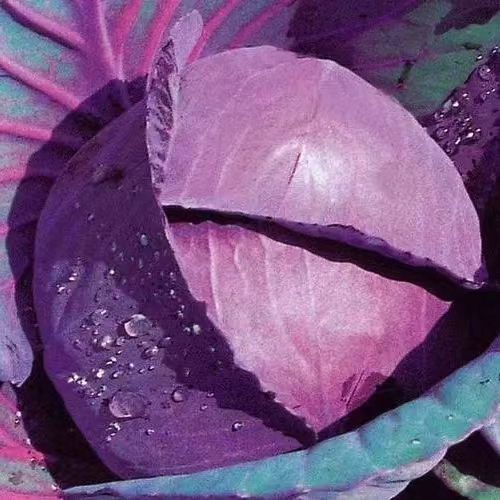 1677820750855682.jpg 紫甘蓝7.jpg